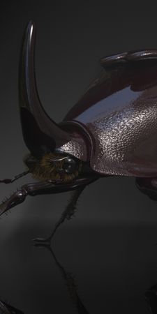 animal-rhinoceros_beetle-3d-beetle-bug-insect-NTc4MDQ1